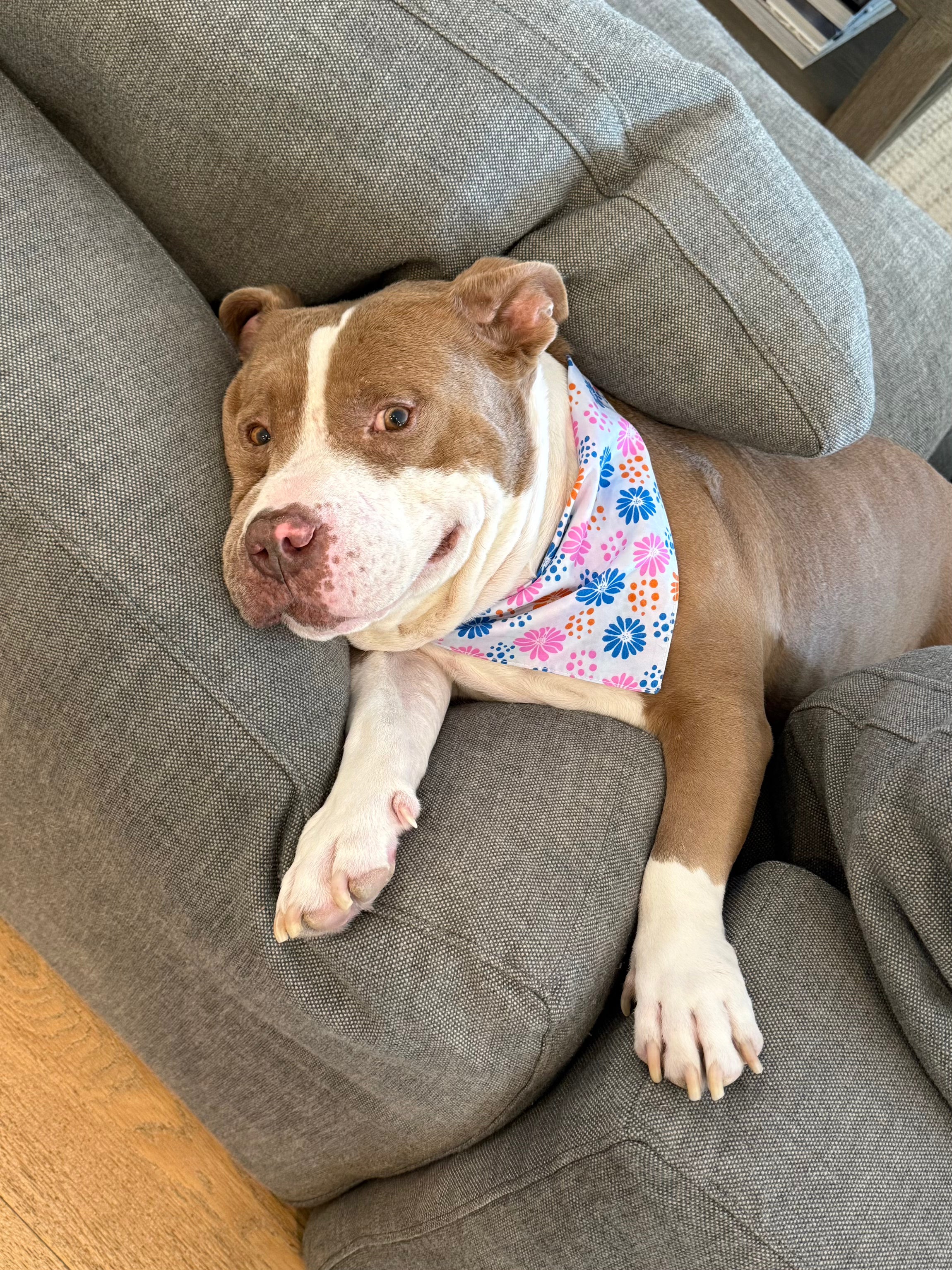 PALM SPRINGS Dog Bandana