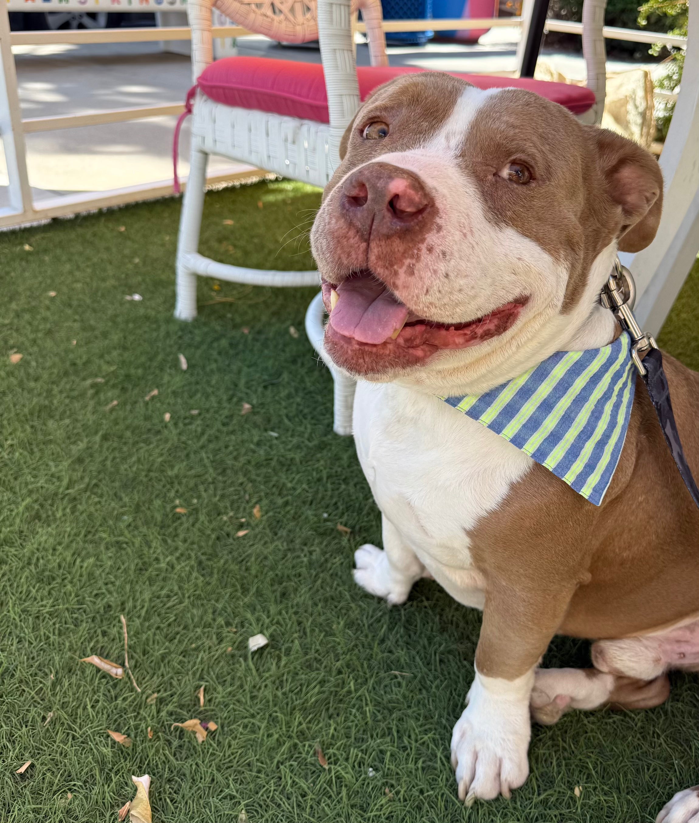 MALIBU Dog Bandana
