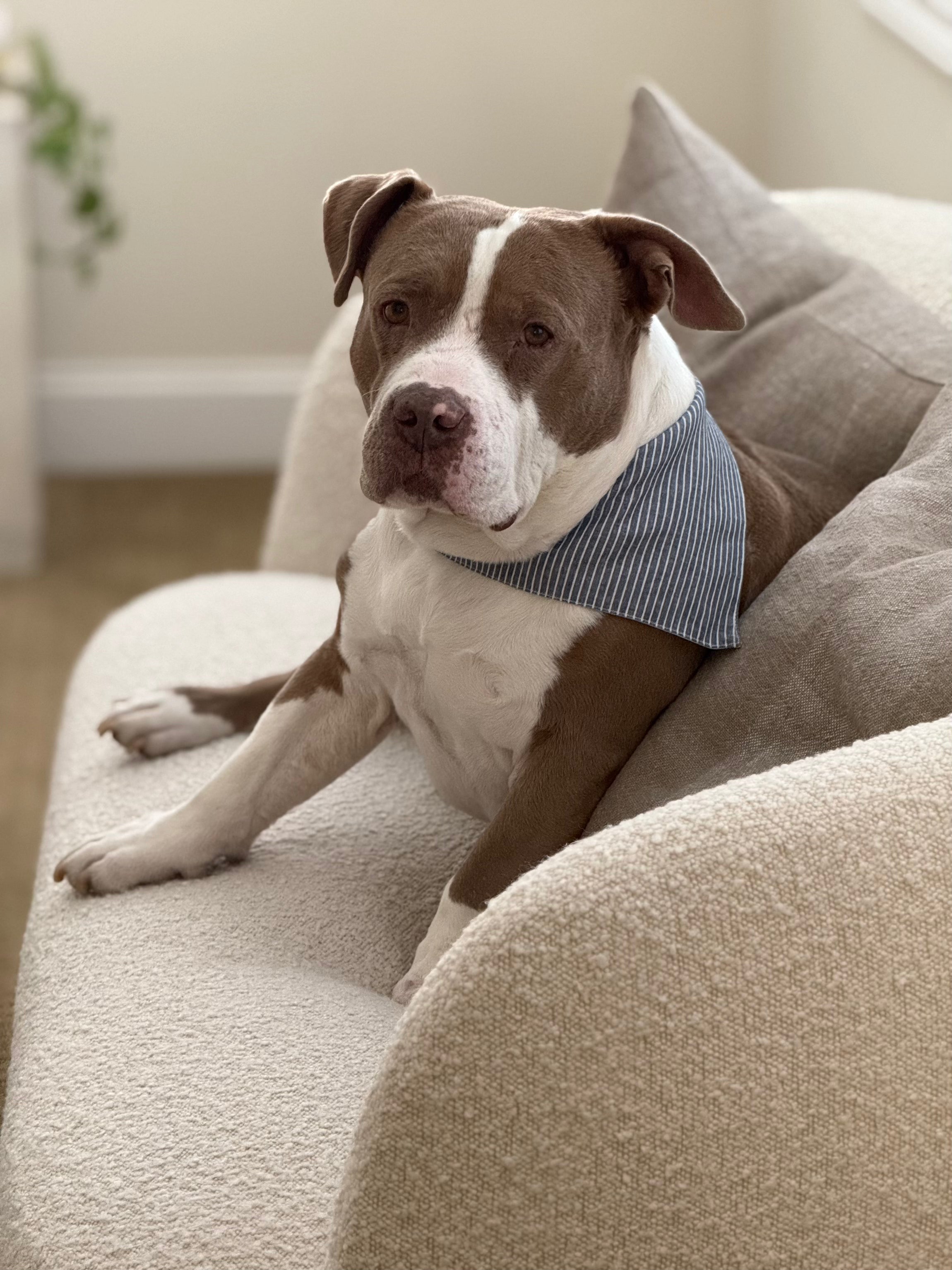 NEWPORT Dog Bandana