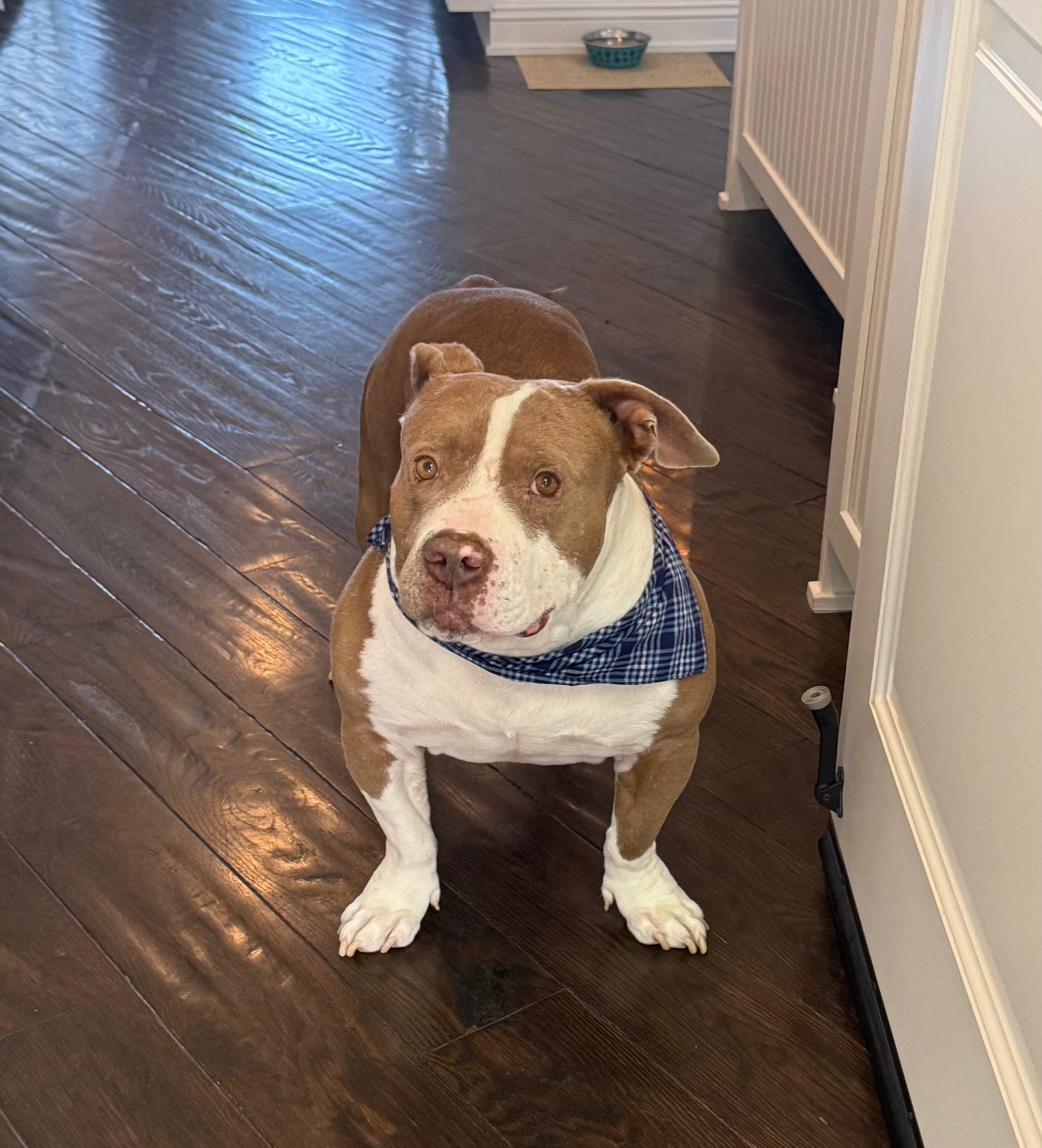 AUSTIN Dog Bandana
